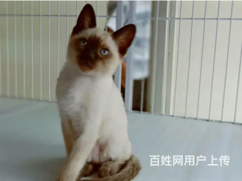 承德出售自家繁殖纯种暹罗猫幼猫 健康保障 可送货 - 图片 10