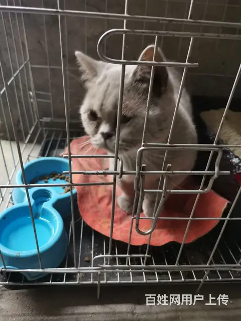 自家爱猫，忍痛割爱， - 图片 5