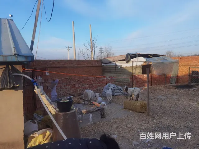大院出租 - 图片 3