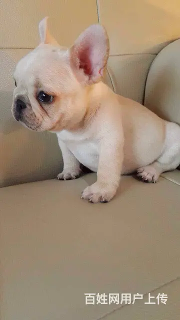 出售法牛幼犬 血统纯正 奶白色黑色蓝法牛 包健康可 - 图片 3