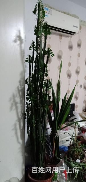 龙骨，虎皮兰的图片