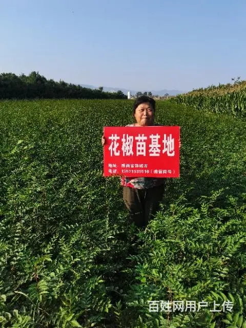 无刺大红袍花椒苗基地韩城黄盖狮子头南强一号 - 图片 3