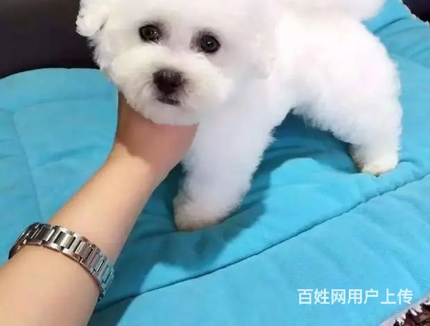 纯种比熊 白色比熊 法系比熊 出售超级可爱的小 - 图片 4