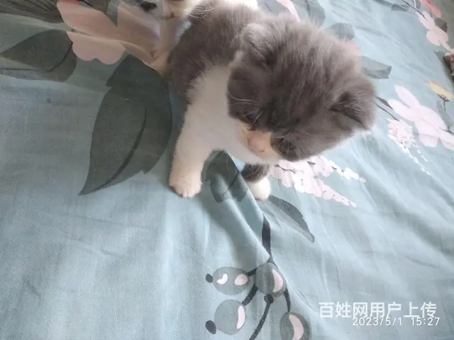 猫 - 图片 3
