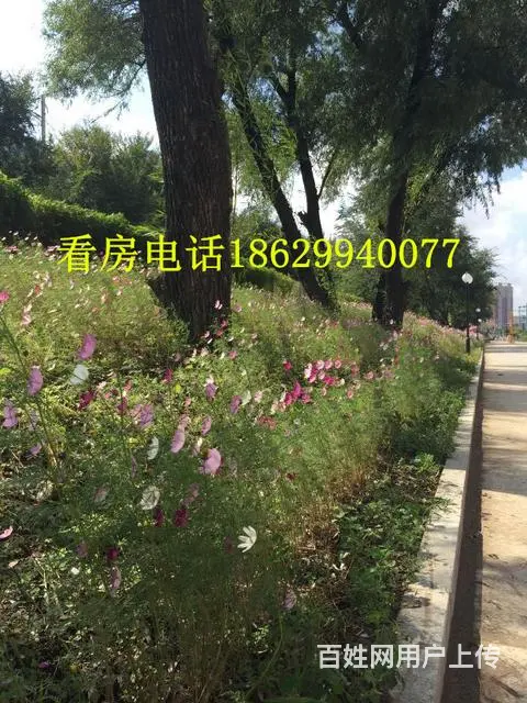 零首付】毛坯现房】H户型】乌拉公园对面】随时看房 - 图片 2