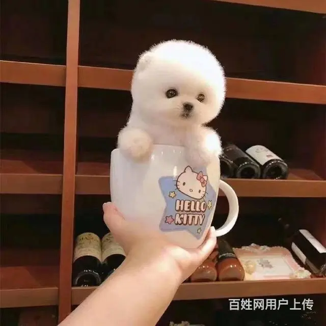 纯种哈多利博美犬 纯种球体白色博美幼犬供您选 - 图片 4