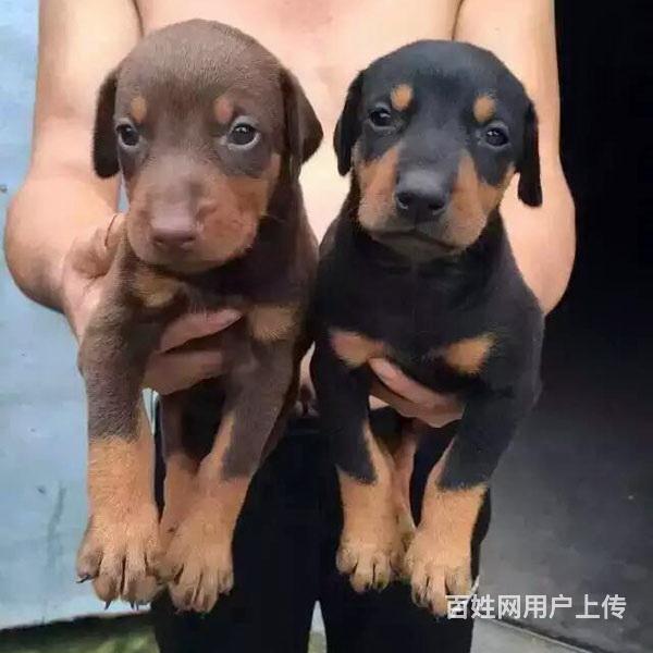 黄山卖杜宾的狗场，小杜宾多少钱一只的图片