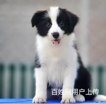 边境牧羊犬 黑白边牧 金色边牧 公母均有 可上 - 图片 8