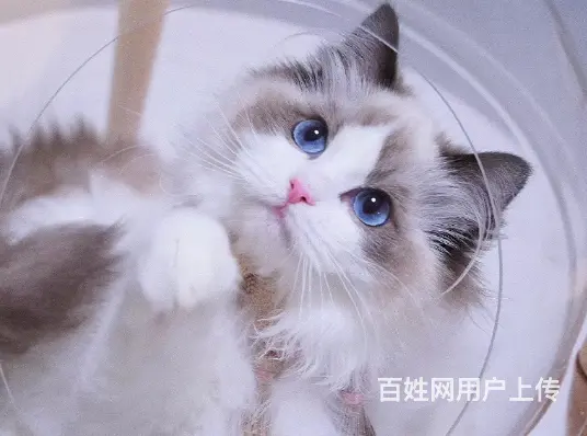 布偶猫多少钱一只 布偶猫肠胃好吗 图片价位 - 图片 5