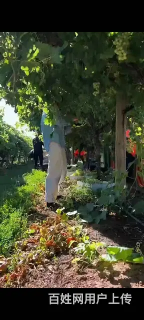 出国劳务澳洲高薪诚聘农场种植工搬运工年薪40万 - 图片