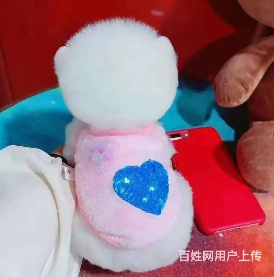 哈多利球体博美幼犬 可签订协议 - 图片 4