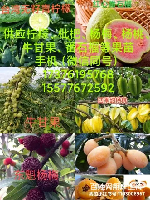 供应各种芒果树苗以及其他水果树苗 - 图片 2