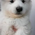 舟山【*推荐】阿拉斯加犬舍‖阿拉斯加养殖场
