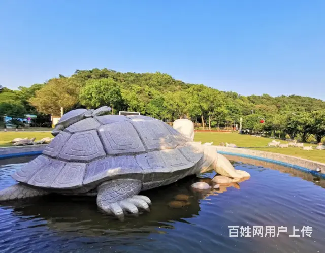 石雕龟#动物雕塑#园林摆件 - 图片 2