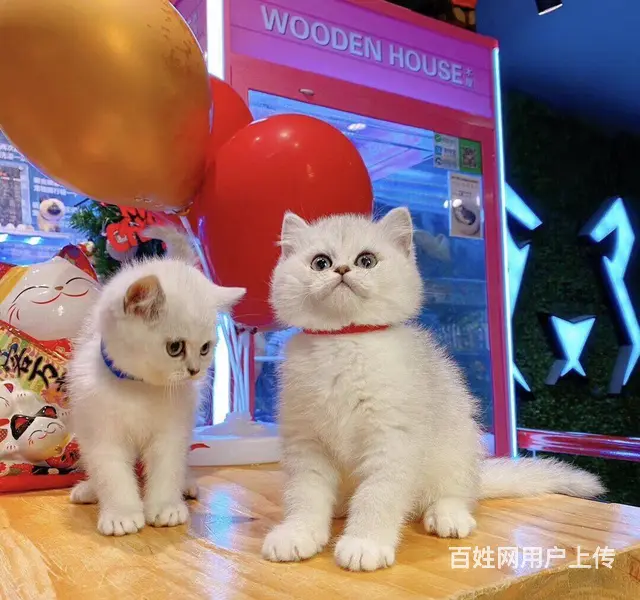 湖州本地哪里有靠谱的猫舍？美国短毛猫哪里卖？ - 图片 7