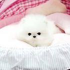 永新买博美犬怎么挑选，价格便宜
