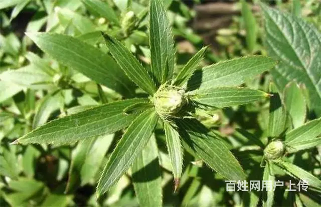 湖北百草堂苍术种植指点迷津，为农民朋友提供致富良策 - 图片 1