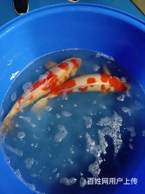苏州锦鲤鱼批发零售价格实惠质量优 - 图片 3