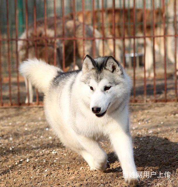 这家健康纯正正规犬舍出售高品质净脸哈士奇犬