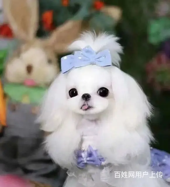 马尔济斯出售 那里有卖马尔济斯幼犬的 - 图片 6