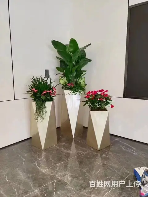广州办公室花木绿植租凭 植物租摆 绿植购买出售 - 图片 4