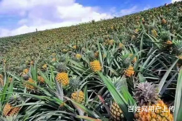 长沙往返邵阳、新邵、邵东、洞口、隆回、武冈拼车电话 - 图片