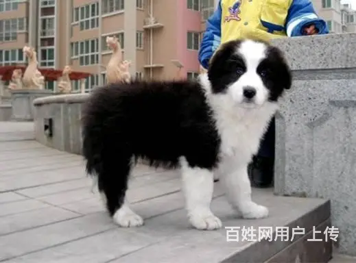 哪里有边境牧羊犬 边牧多少钱一只 纯种边牧多少钱 - 图片 1