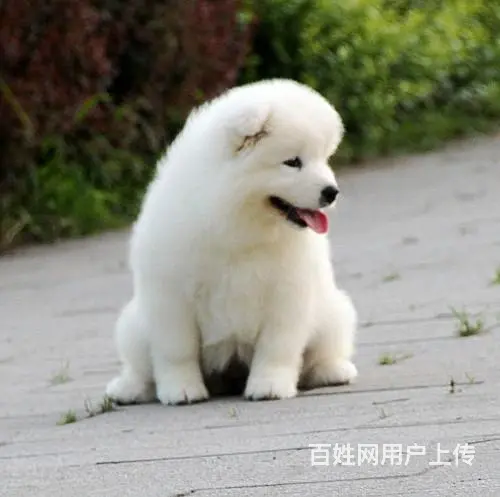 泰安哪里有出售萨摩耶幼犬宝宝 定时做疫苗和驱虫 公 - 图片 6