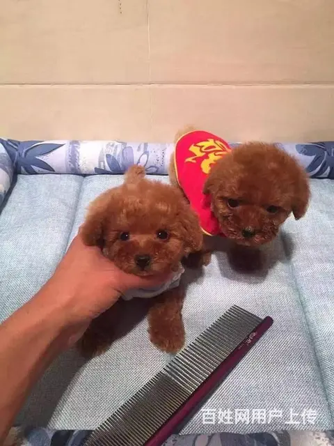 赛级泰迪犬价格 茶杯体泰迪犬出售 北京泰迪犬舍 - 图片 1
