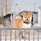 纯种柴犬价格 纯种柴犬好养吗 纯种柴犬价格
