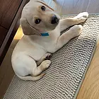 嘉兴犬舍地址养狗场电话
