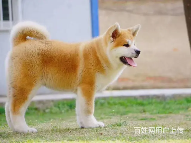 售日本纯种秋田犬 公母都有,毛足大骨架 - 图片 4