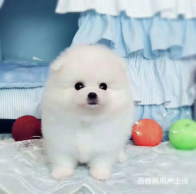博美犬 茶杯幼犬出售 直销哈多利小体博美犬 - 图片 2