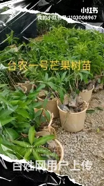 供应各种芒果树苗以及其他水果树苗 - 图片 4
