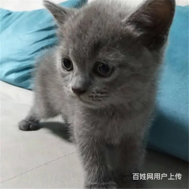 贵州黔南猫舍直销纯种蓝猫低价出售 - 图片 10