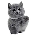 云南昆明猫舍直销纯种蓝猫怎么卖