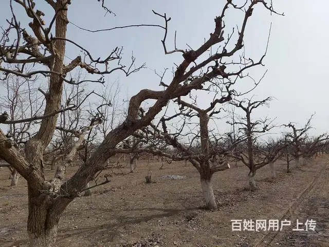 B个人一和什里克乡萨依勒克村梨园宅基地对外出售 - 图片 7