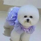 赛级比熊犬- 三年售后保障终生执行服务。