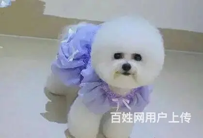 纯白比熊犬幼犬出售 宠物狗比熊高颜值品相好 可见狗 - 图片 1