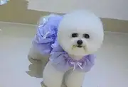 比熊犬 法系卷毛比熊 保健康 养殖场直销