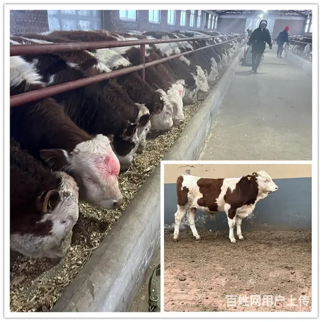 500多斤 西门塔尔小母牛 多少钱一只 - 图片 1