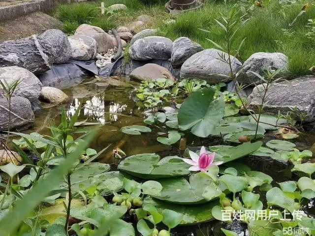 旺铺居）房东直租农家小院环境优美位置优越交通方便 - 图片 12