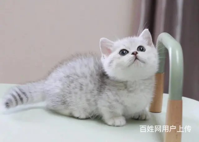 曼基康矮脚猫多少钱 拿破仑好养吗 矮脚拿破仑照片 - 图片 6