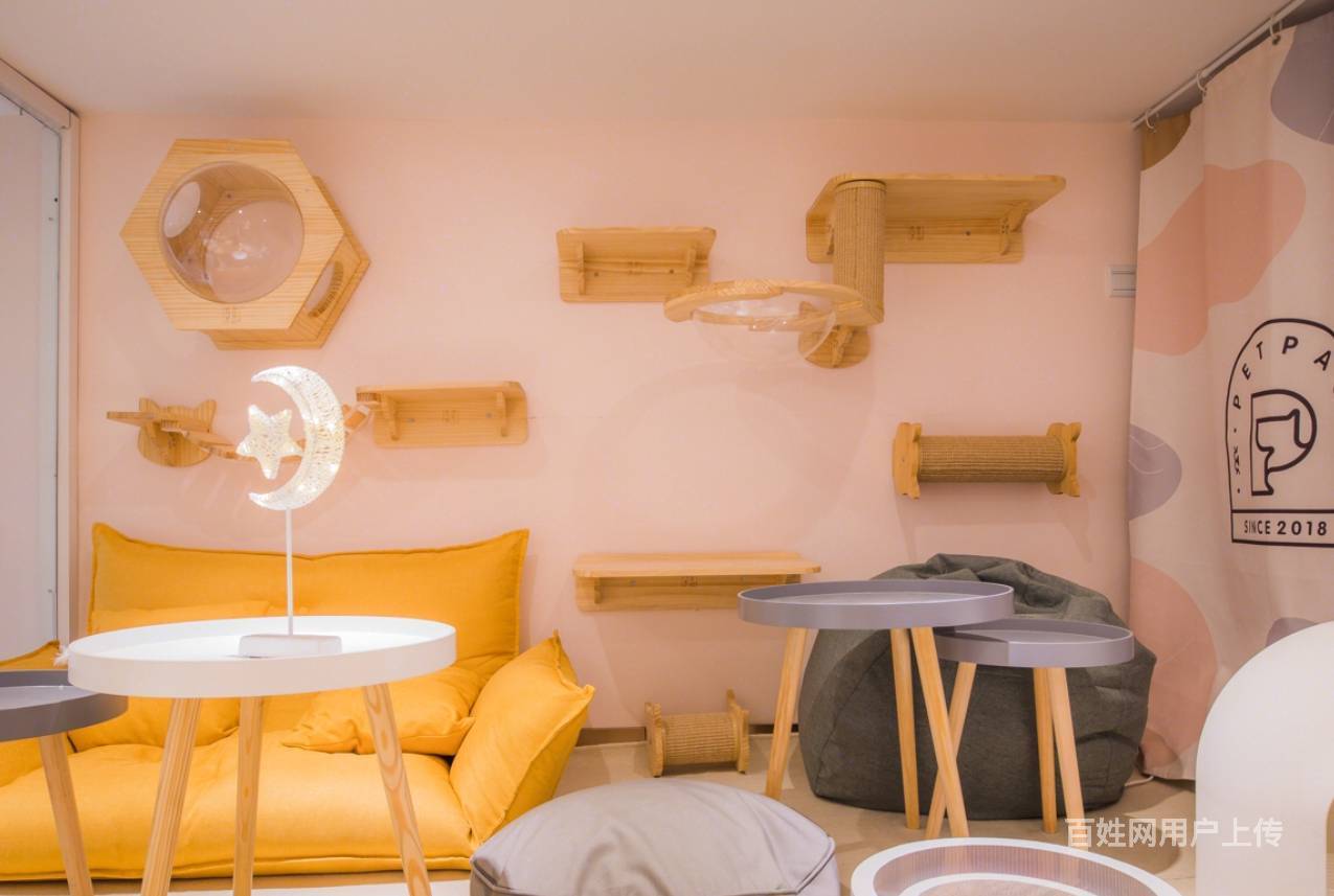 猫咖,装修有门道