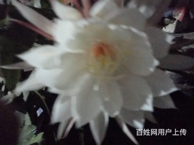 处理几辆寄卖的电动三轮车电动自行车 - 图片