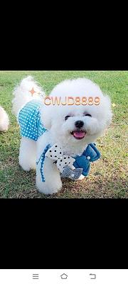 牧羊犬