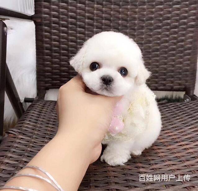 天津比熊多少钱一只 天津出售比熊犬 比熊狗