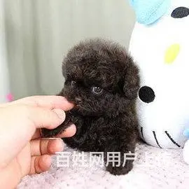 广州纯种泰迪犬价格 狗舍直销 包纯种健康签协议 - 图片 10