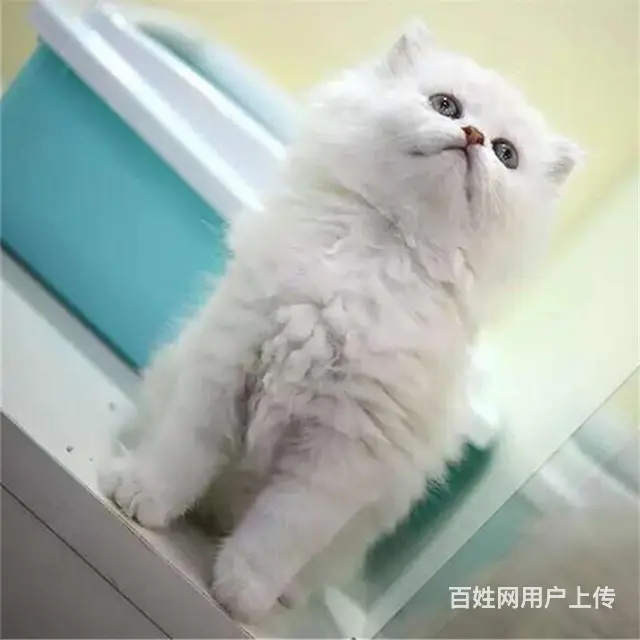 贵州黔南双血统金吉拉猫舍直销 - 图片 12