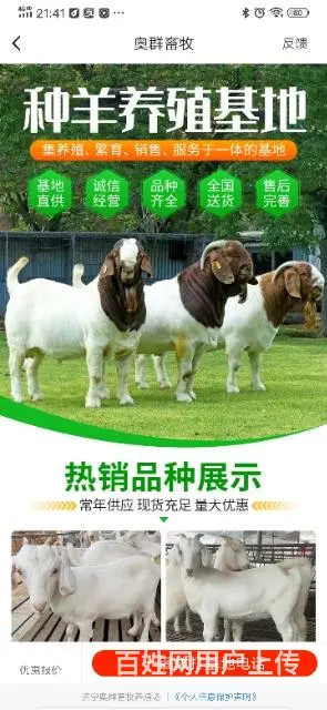 对外承包山地400亩山羊200只 - 图片